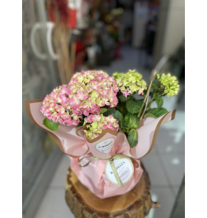Ortanca belissimo orta toz pembe